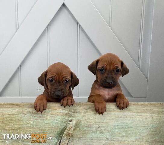 Rhodesian Ridgeback puppies