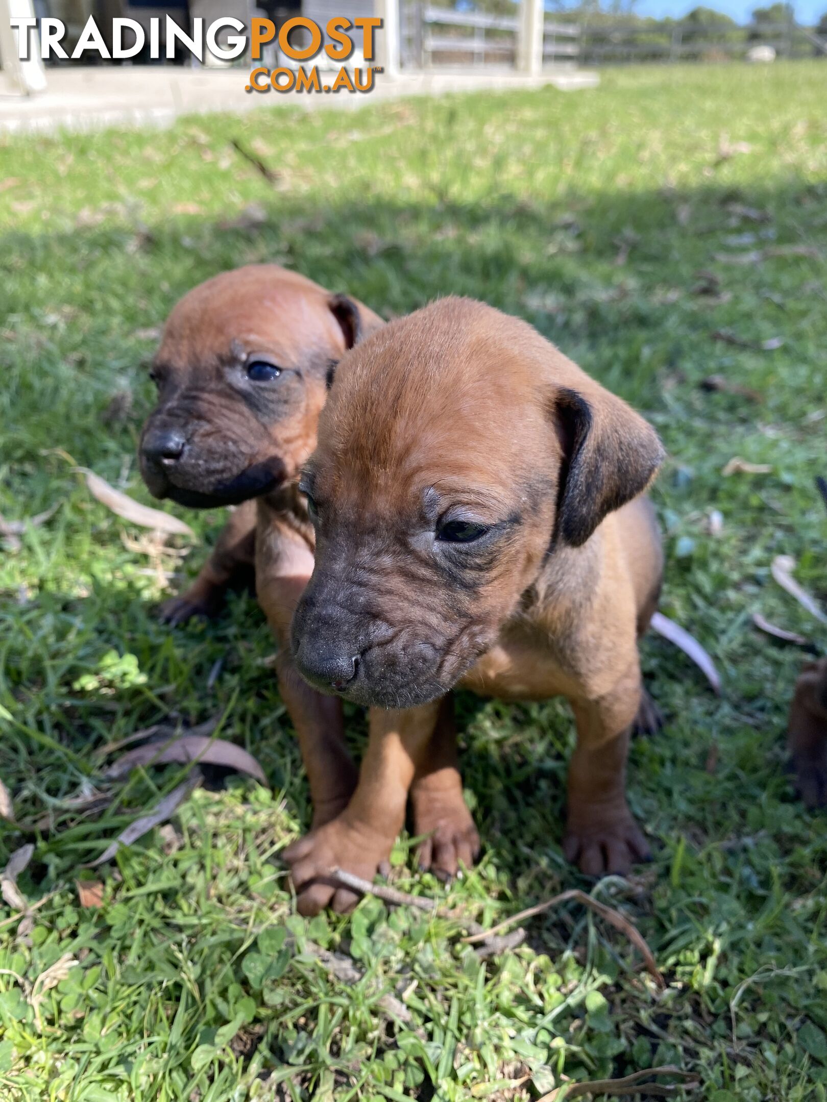 Rhodesian Ridgeback puppies