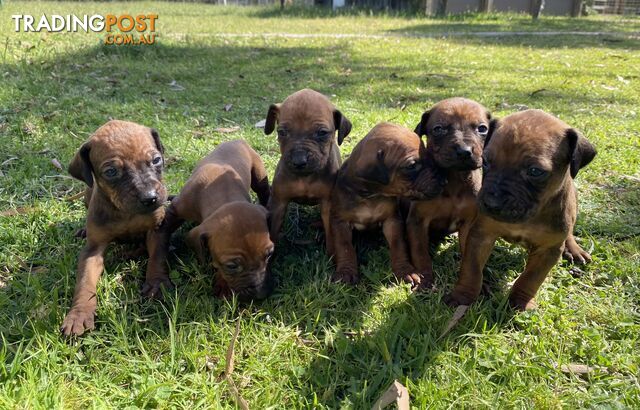 Rhodesian Ridgeback puppies