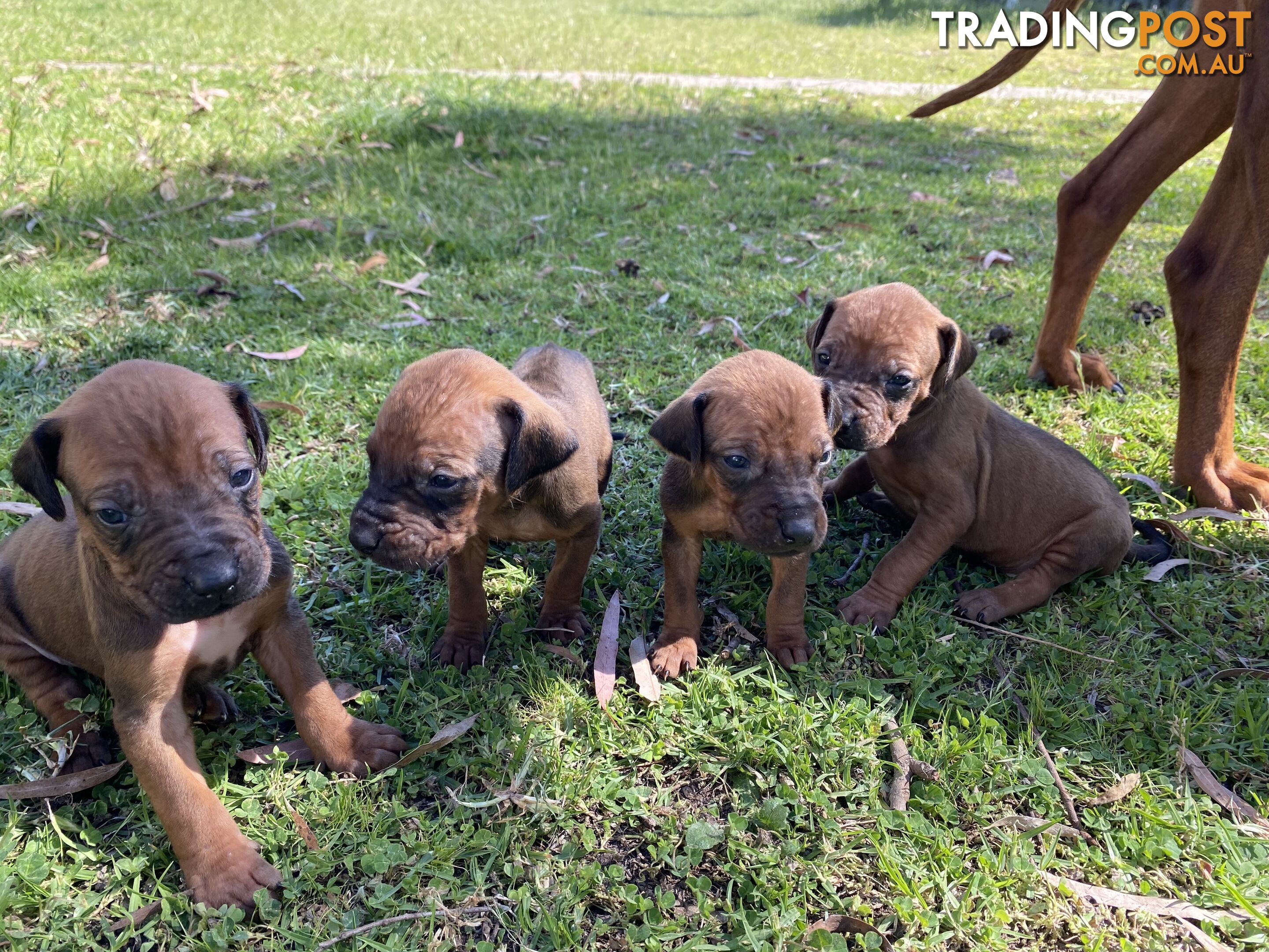 Rhodesian Ridgeback puppies