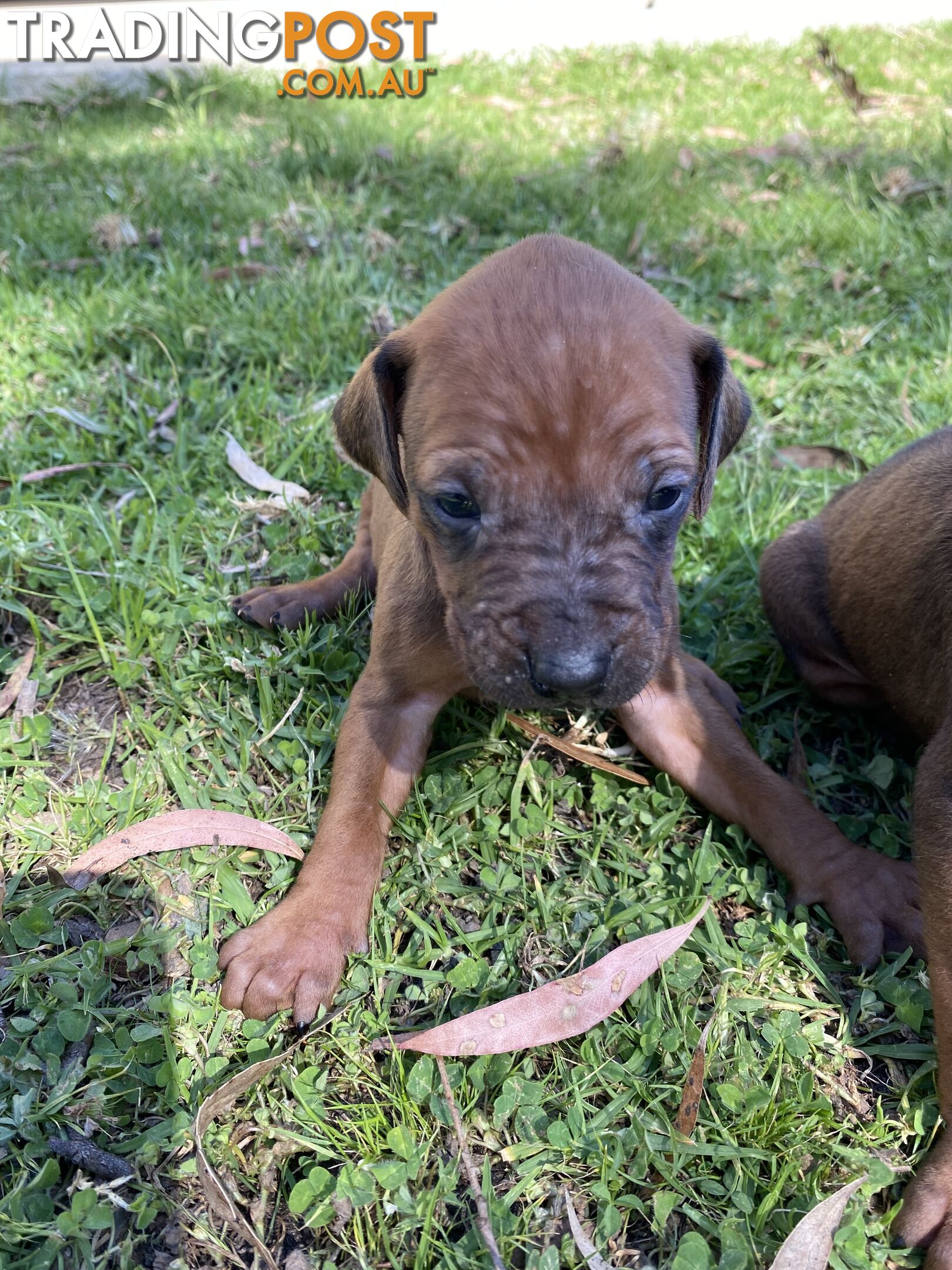 Rhodesian Ridgeback puppies