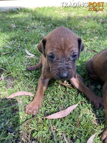 Rhodesian Ridgeback puppies