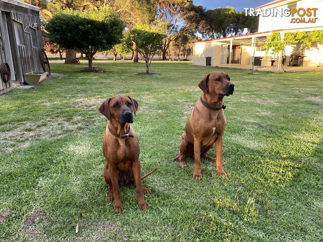 Rhodesian Ridgeback puppies