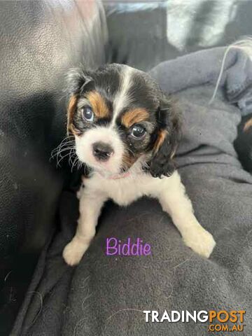 Gorgeous Purebred Cavalier King Charles Puppies