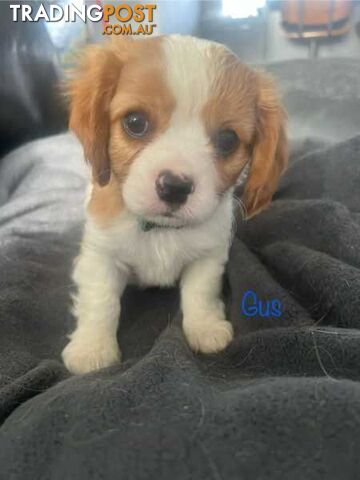 Gorgeous Purebred Cavalier King Charles Puppies