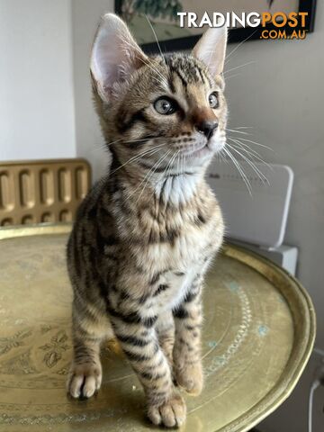 Bengal purebred kitten