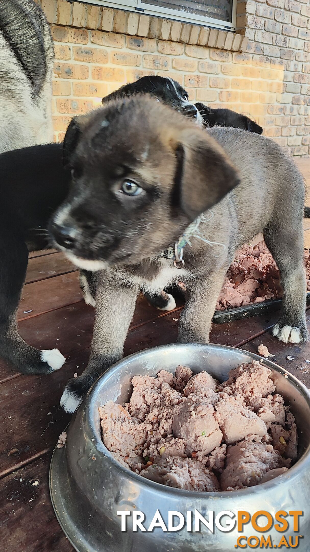 X Alaskan malamute puppies still available