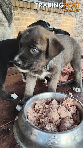 X Alaskan malamute puppies still available