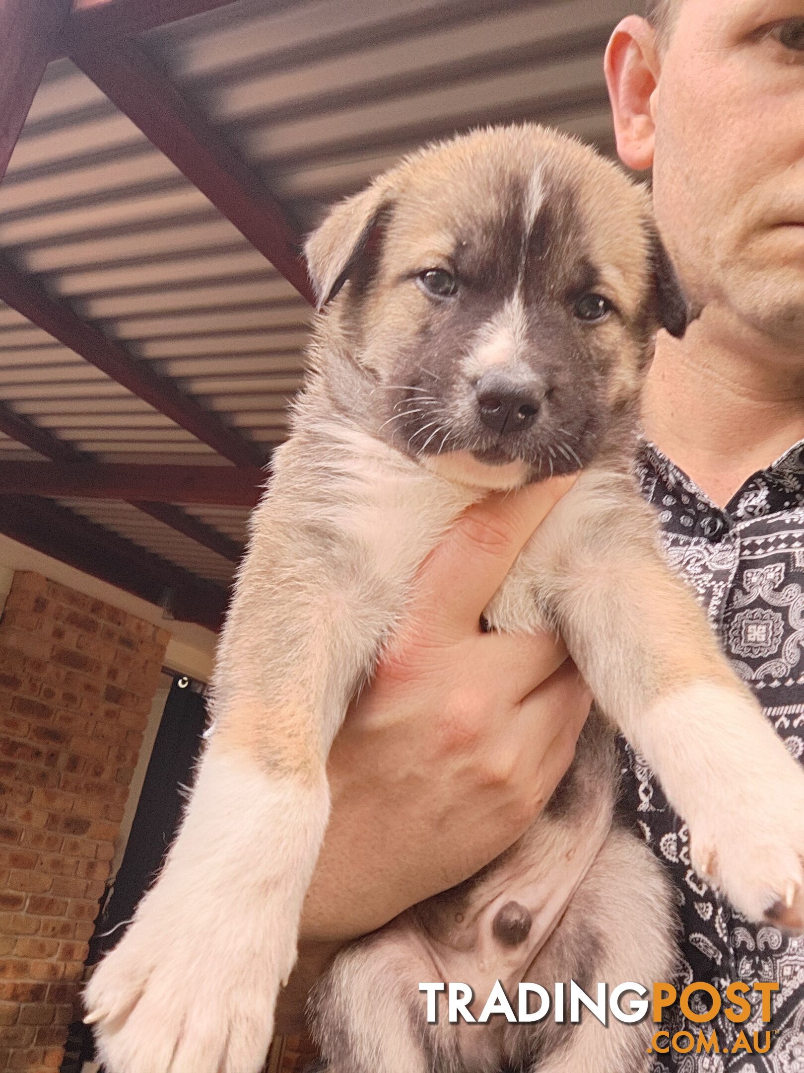 X Alaskan malamute puppies still available