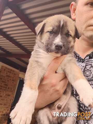 X Alaskan malamute puppies still available