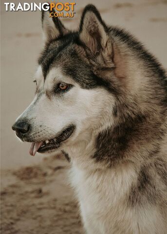 X Alaskan malamute puppies still available