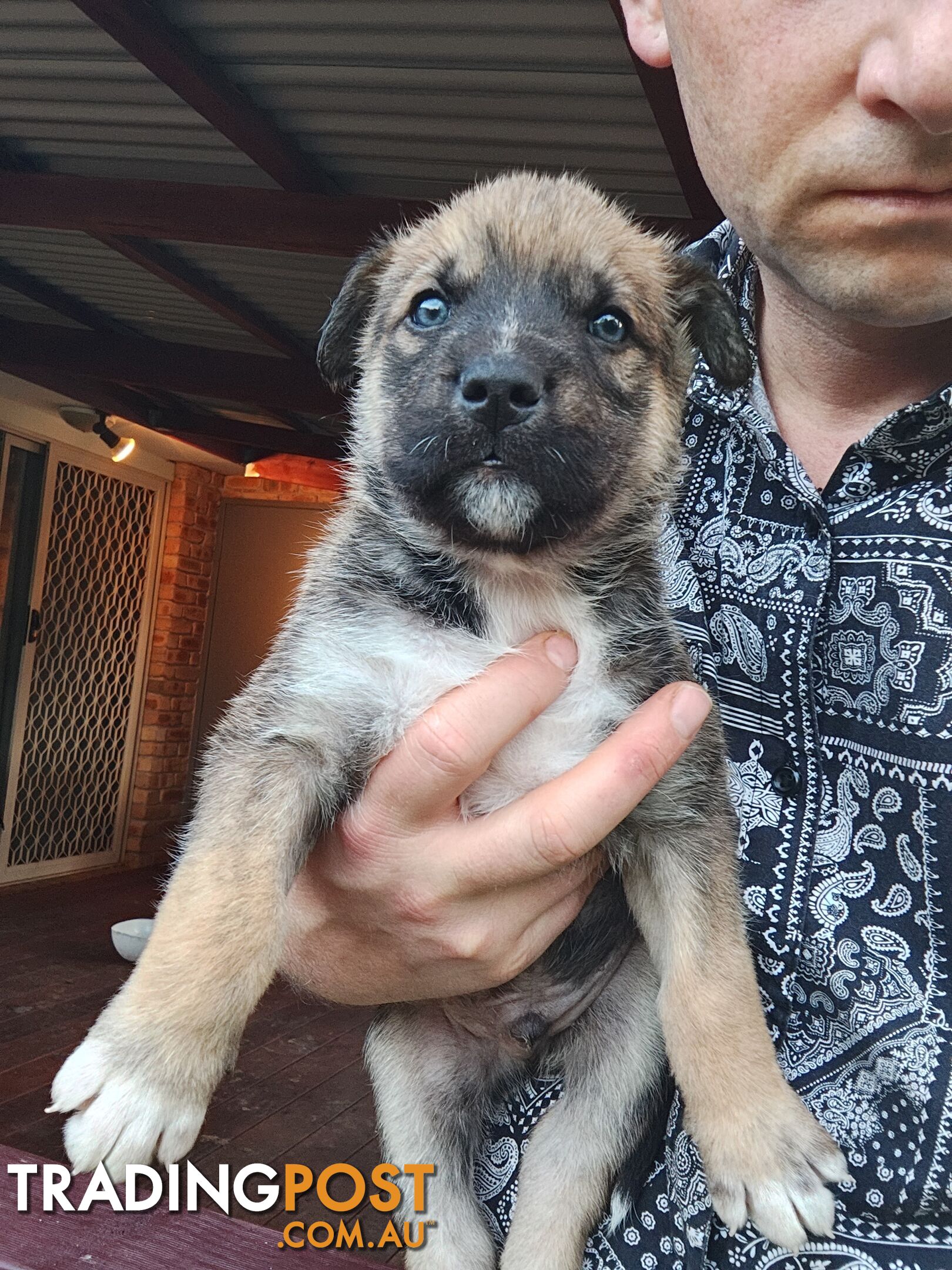 X Alaskan malamute puppies still available