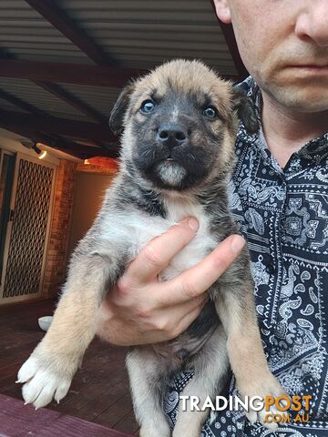 X Alaskan malamute puppies