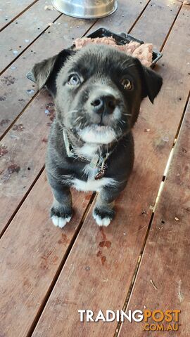 X Alaskan malamute puppies