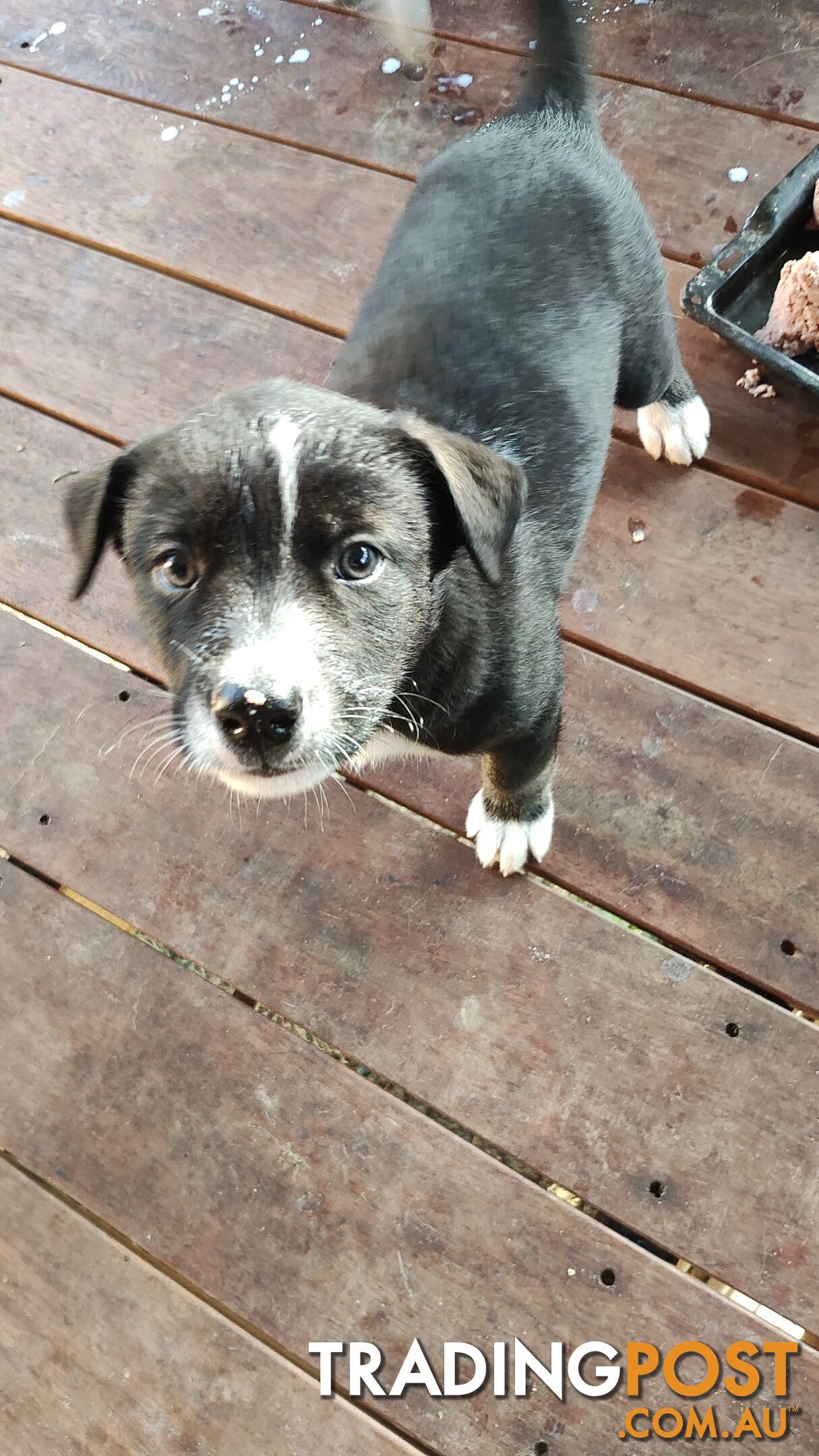 X Alaskan malamute puppies still available