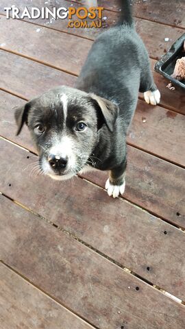 X Alaskan malamute puppies