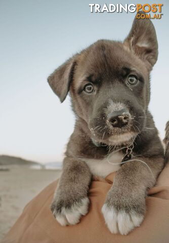 X Alaskan malamute puppies