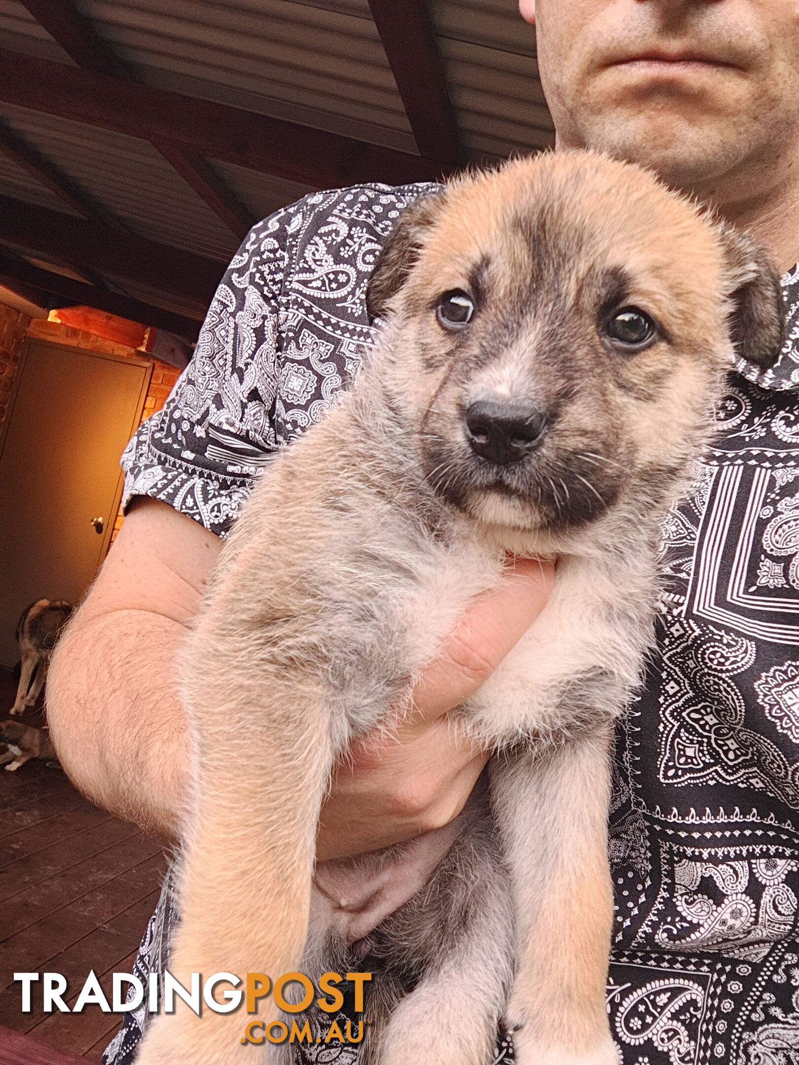 X Alaskan malamute puppies still available