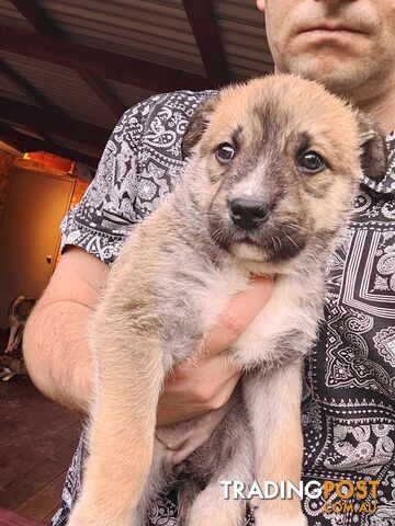 X Alaskan malamute puppies still available