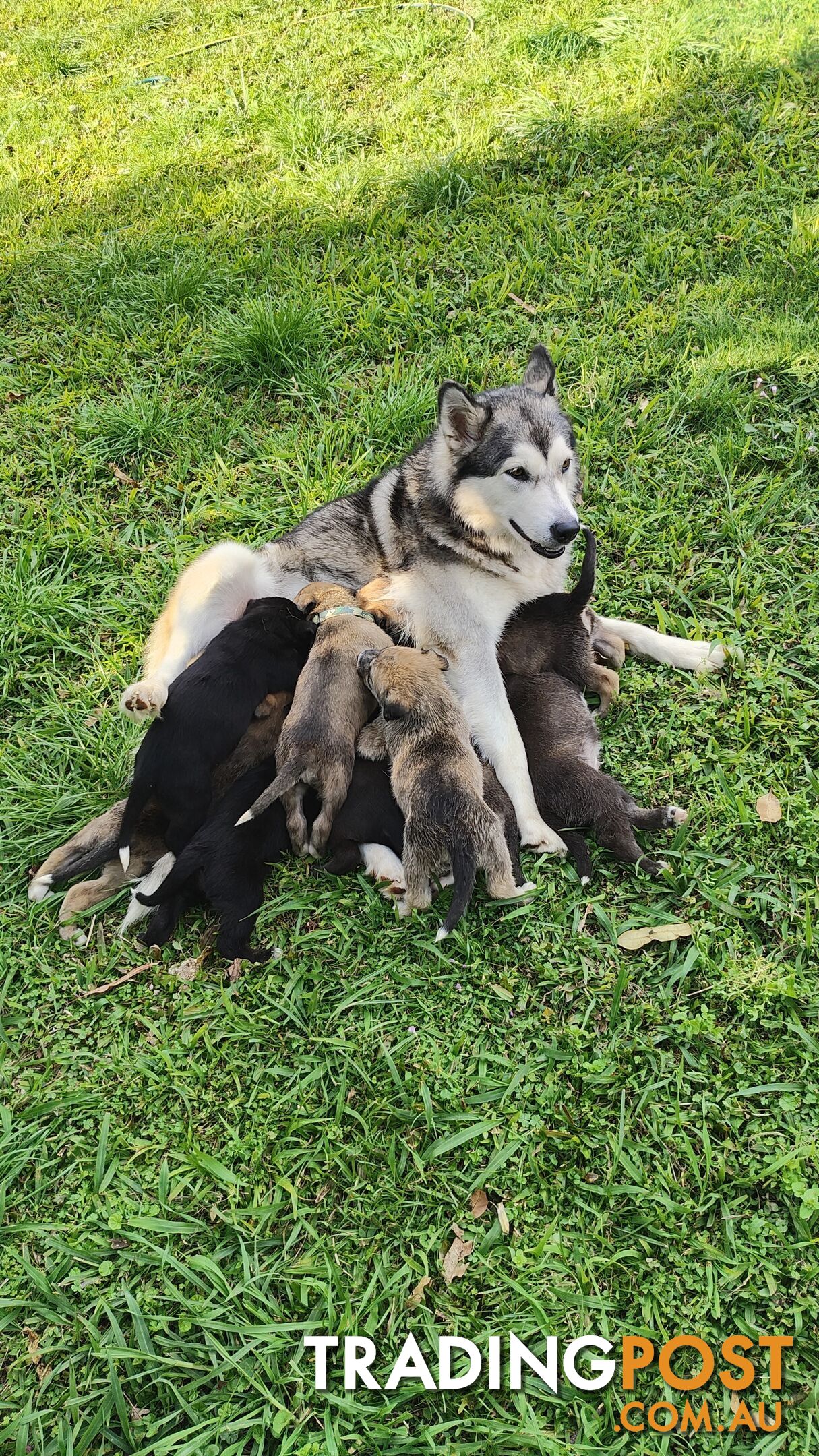 X Alaskan malamute puppies still available