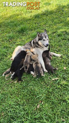 X Alaskan malamute puppies still available