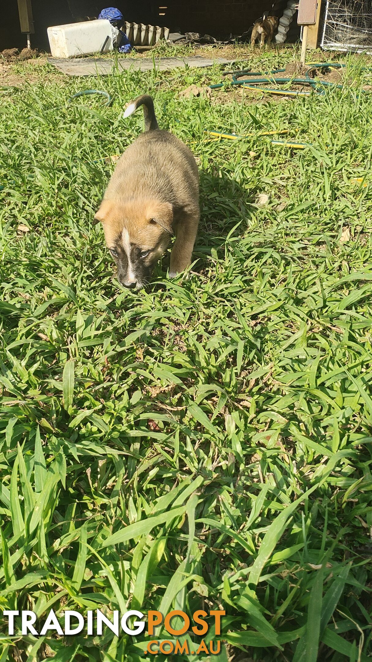 X Alaskan malamute puppies still available