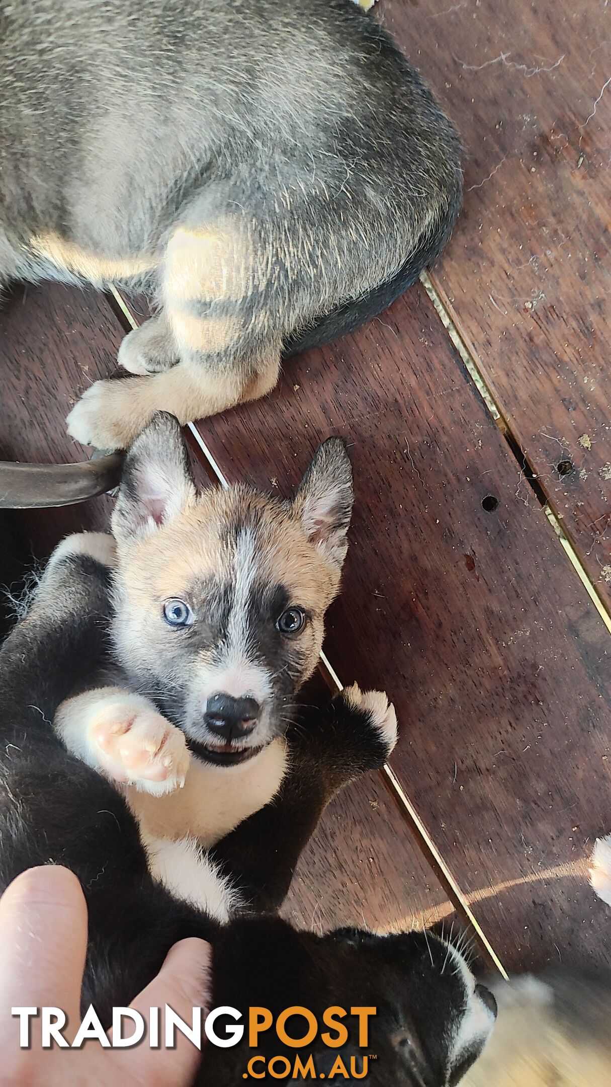 X Alaskan malamute puppies still available