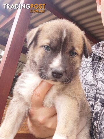 X Alaskan malamute puppies