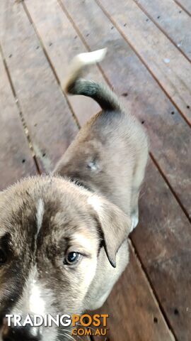 X Alaskan malamute puppies