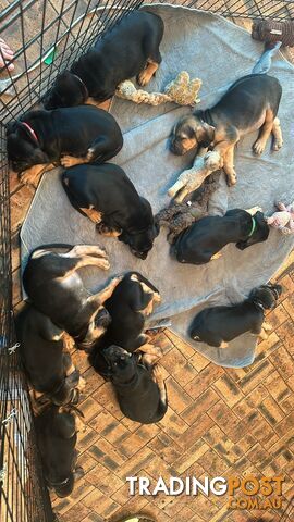 Rare pure Bloodhound puppies