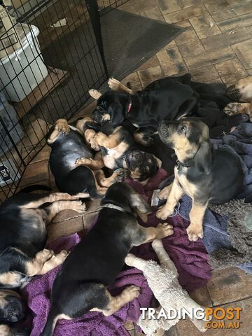 Rare pure Bloodhound puppies