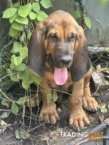 Rare pure Bloodhound puppies