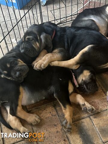 Rare pure Bloodhound puppies