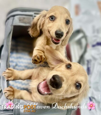 Miniature long haired Cream dapple Dachshund puppies