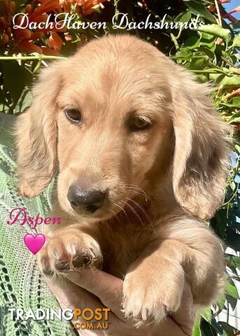 Miniature long haired Cream dapple Dachshund puppies