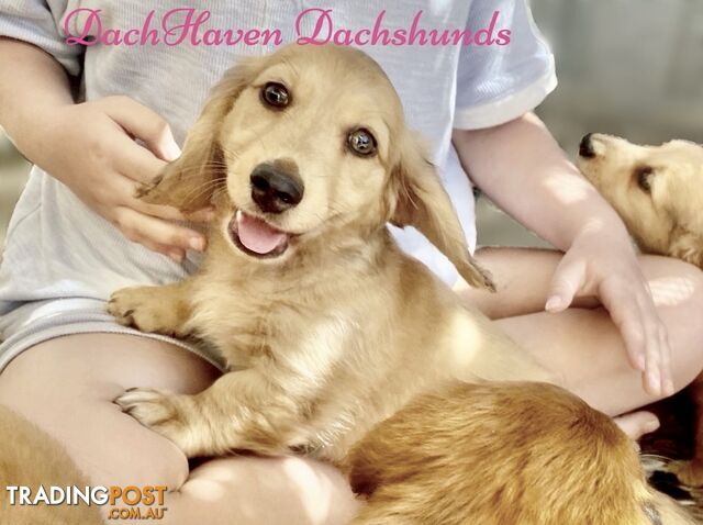 Miniature long haired Red and Cream Dachshund puppies