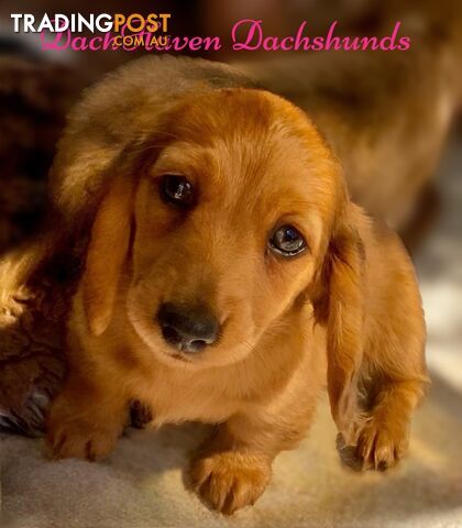 Miniature long haired Red and Cream Dachshund puppies