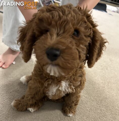 11-Week-Old Female Cavoodle Puppy – Looking for a Loving Home – Artarmon,...