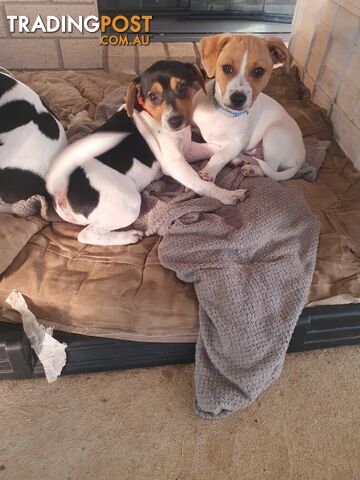 Jack Russell puppies