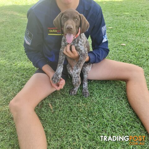 German short haired pointers needing their forever homes