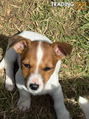 Jack Russell male