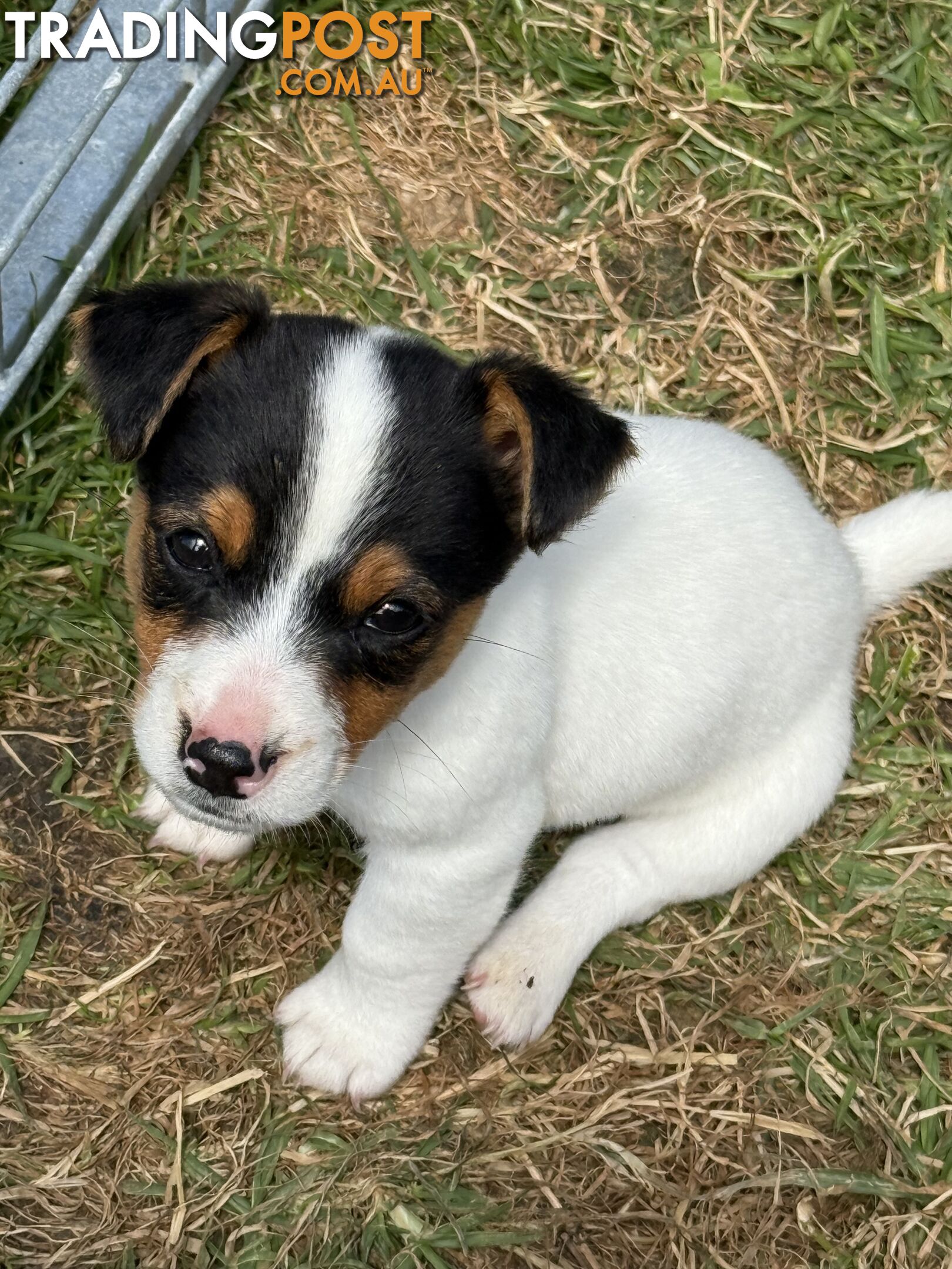 Jack Russell Puppies