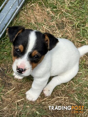 Jack Russell Puppies