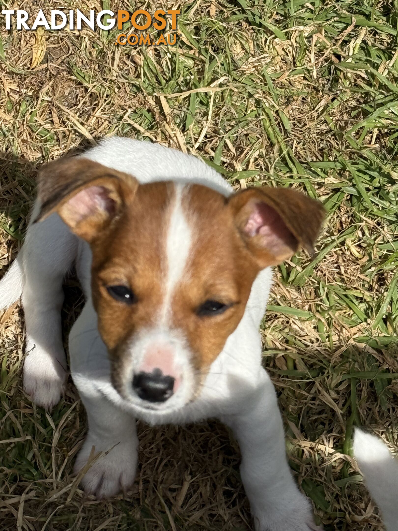 Jack Russell Puppies