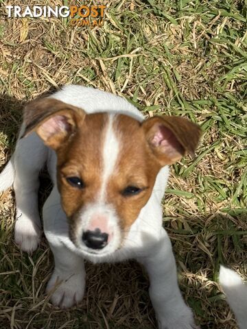 Jack Russell Puppies