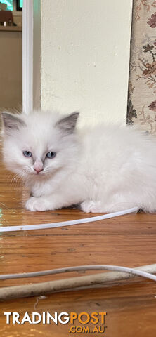 Purebred Ragdoll kittens