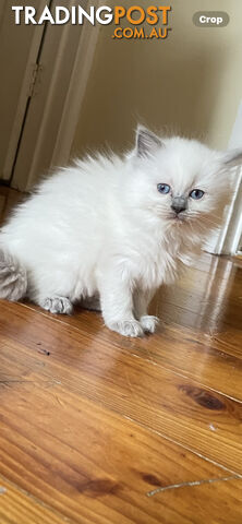 Purebred Ragdoll kittens