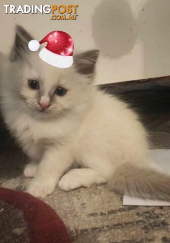 Purebred Ragdoll kittens