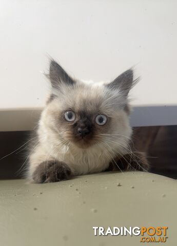 Purebred British longhair/Shorthair Kitten