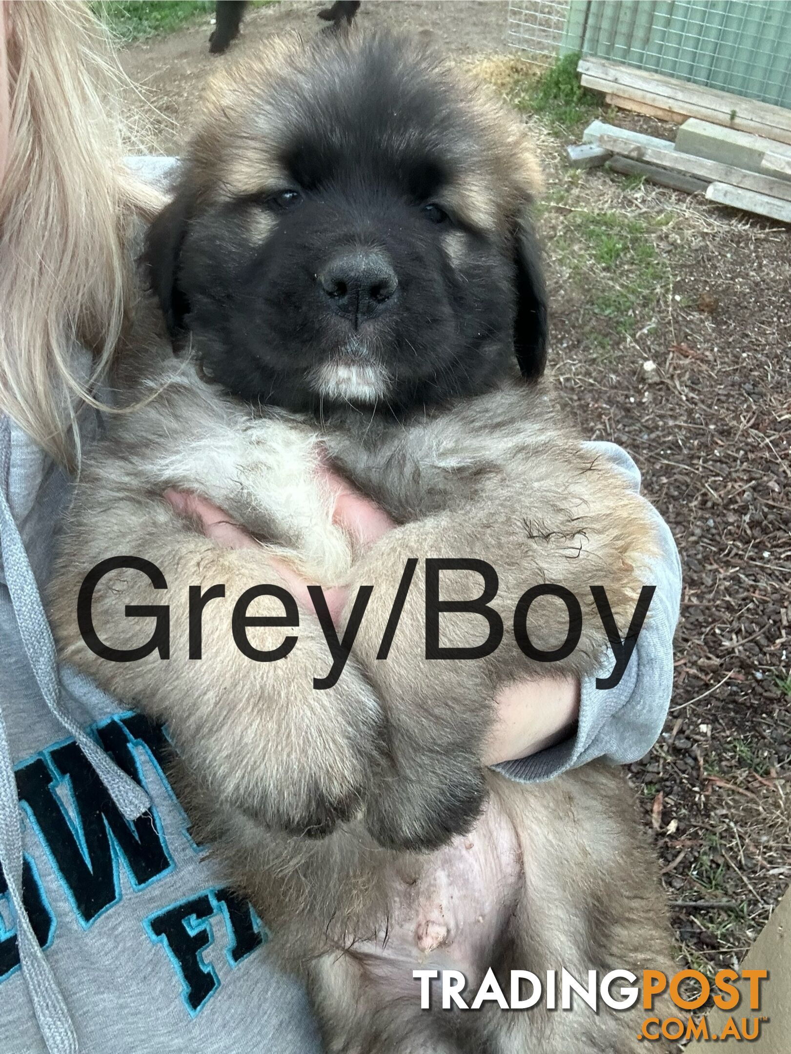 Newfoundland Cross Saint Bernard Puppies